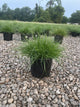 Pennisetum alopecuroides 'Hameln'