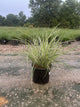 Miscanthus sinensis 'Variegata'