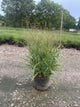 Panicum virgatum 'Shenandoah'