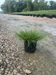 Pennisetum alopecuroides 'Hameln'