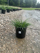 Pennisetum alopecuroides 'Hameln'