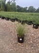 Miscanthus sinensis 'Gracillimus'