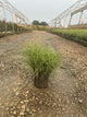 Miscanthus sinensis 'Little Nicky'