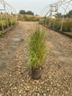 Panicum virgatum 'Shenandoah'