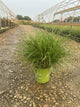 Pennisetum 'Pe. Al. Jambalaya'