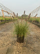 Pennisetum alopecuroides 'Red Head'