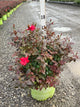 Rosa x Double Red Knock Out®