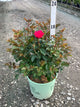 Rosa miracle 'On The Hudson Pink'