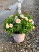 Rosa 'Drift Popcorn'