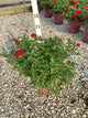 Rosa E.E 'Mystic Fairy'