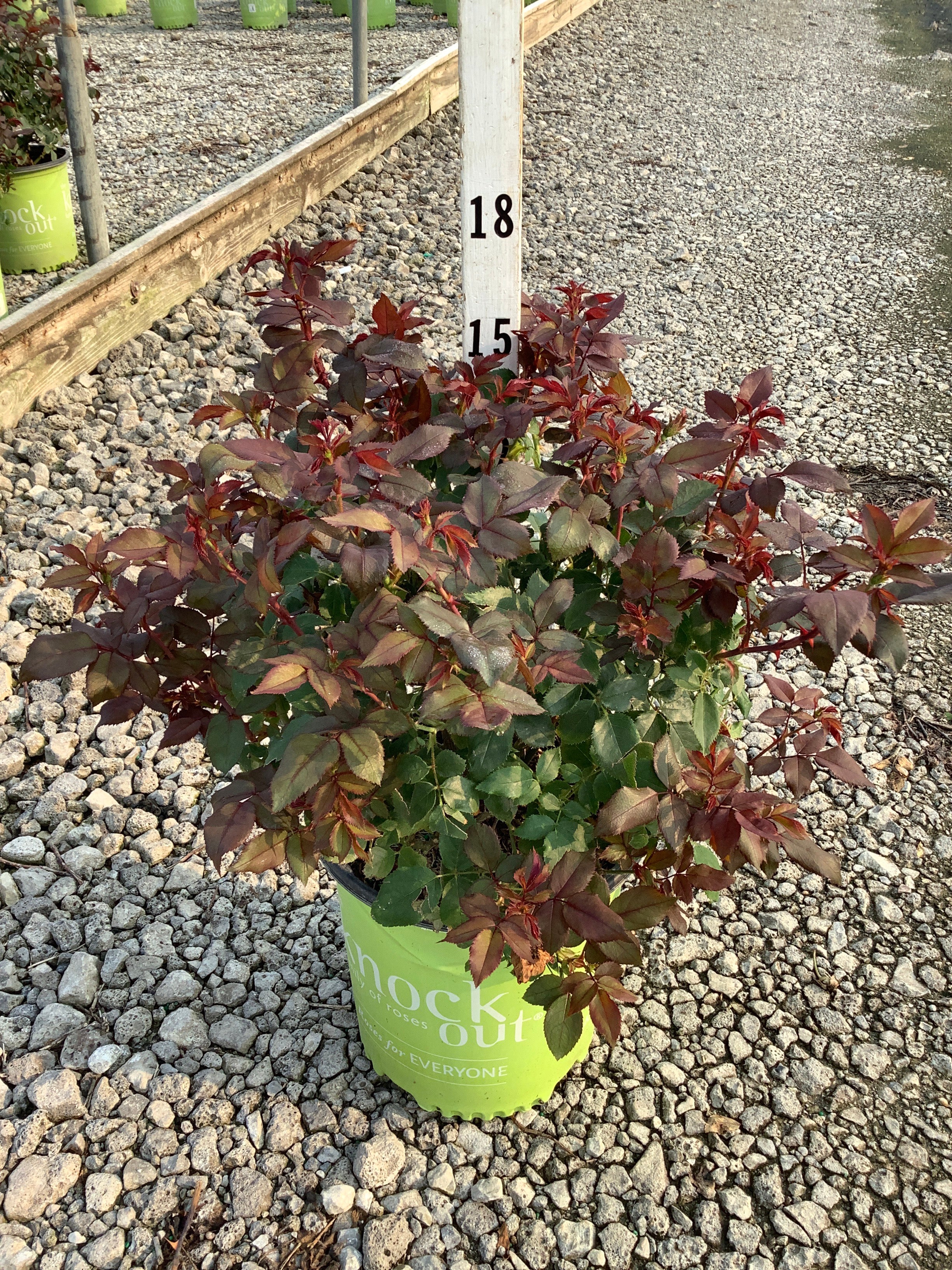 Rosa K.O 'Radrazz'