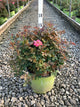 Rosa K.O 'Radtkopink'