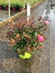Rosa K.O 'Radcon'