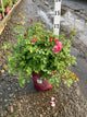 Rosa E.E 'Sunrise Sunset'