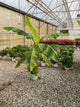 Musa basjoo 'Northern Wonder'