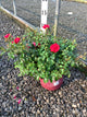Rosa E.E 'Paint The Town'