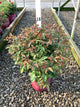Rosa E.E 'Kashmir'