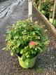 Rosa K.O 'Orange Glow'