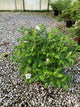Rosa rugosa 'Alba'