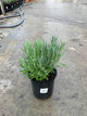 Lavandula x intermedia 'Grosso'
