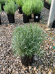 Lavandula x intermedia 'Phenomenal'