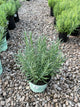 Lavandula x i. 'Sensational'