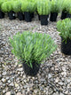 Lavandula x 'Provence'