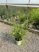 Panicum 'Pa Cape Breeze'