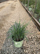 Schizachyrium 'Stand. Ovation'