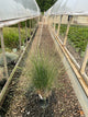 MUHLENBERGIA 'Muhlenbergia Capillaris'