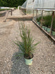 Sorghastrum 'Sorg. N. Golden Sunset'