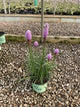 Liatris kobold