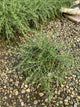 ROSEMARINUS O. BLUE CASCADE