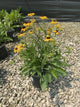 Rudbeckia fulgida 'Little Suzy'