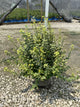 Euonymus fortunei 'Emerald N Gold'