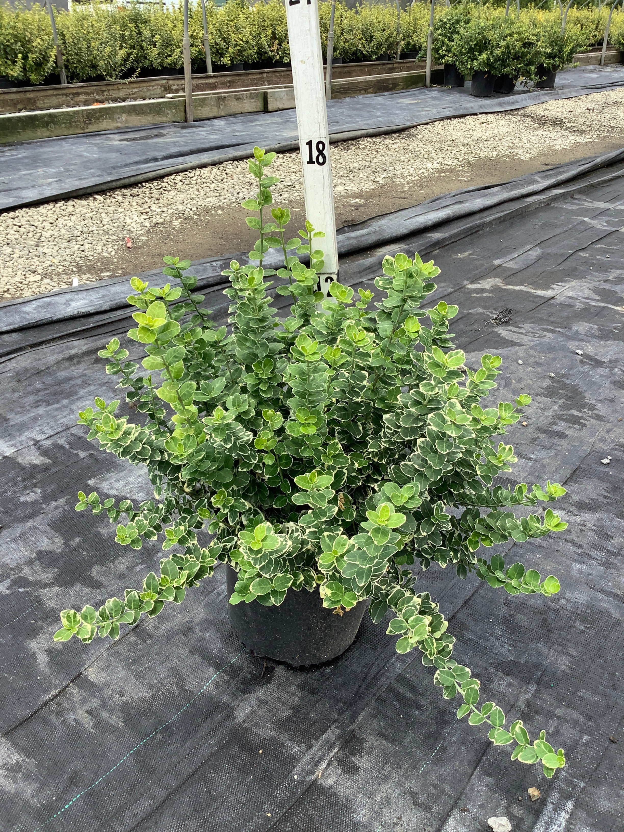 Euonymus fortunei 'Emerald Gaiety'