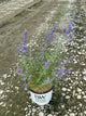 Perovskia atriplicifolia 'Denim N Lace'