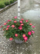 Rosa 'Drift Meijocos'