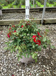 Rosa Scarlet Drift® ('Meidelvega')