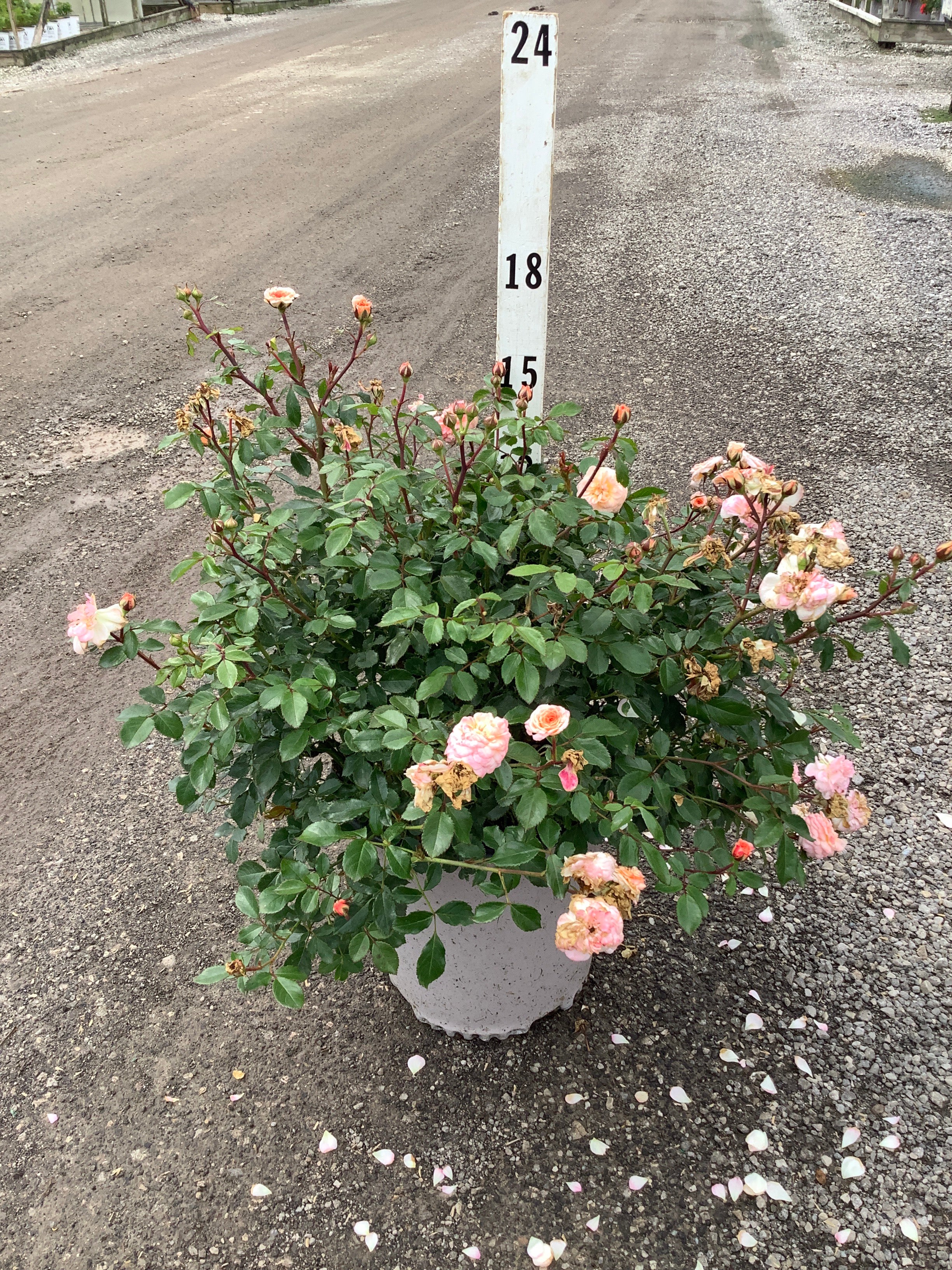 Rosa 'Drift Meimirrote'