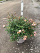 Rosa 'Drift Meimirrote'