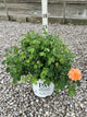 Rosa 'S At Last'