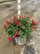 Rosa 'Drift Meigalpio'