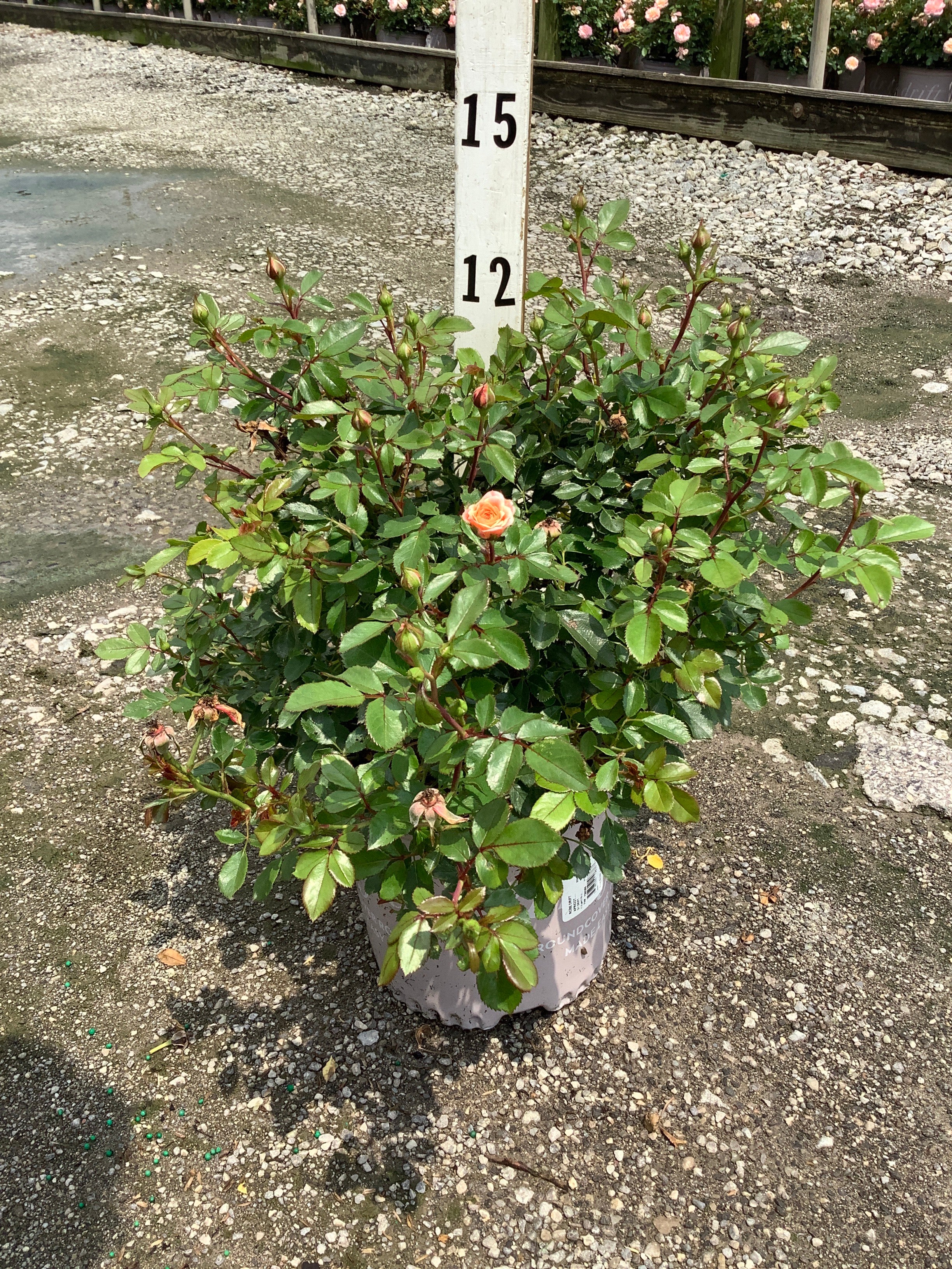 Rosa 'Drift Meimirrote'