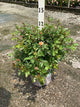 Rosa 'Drift Meimirrote'