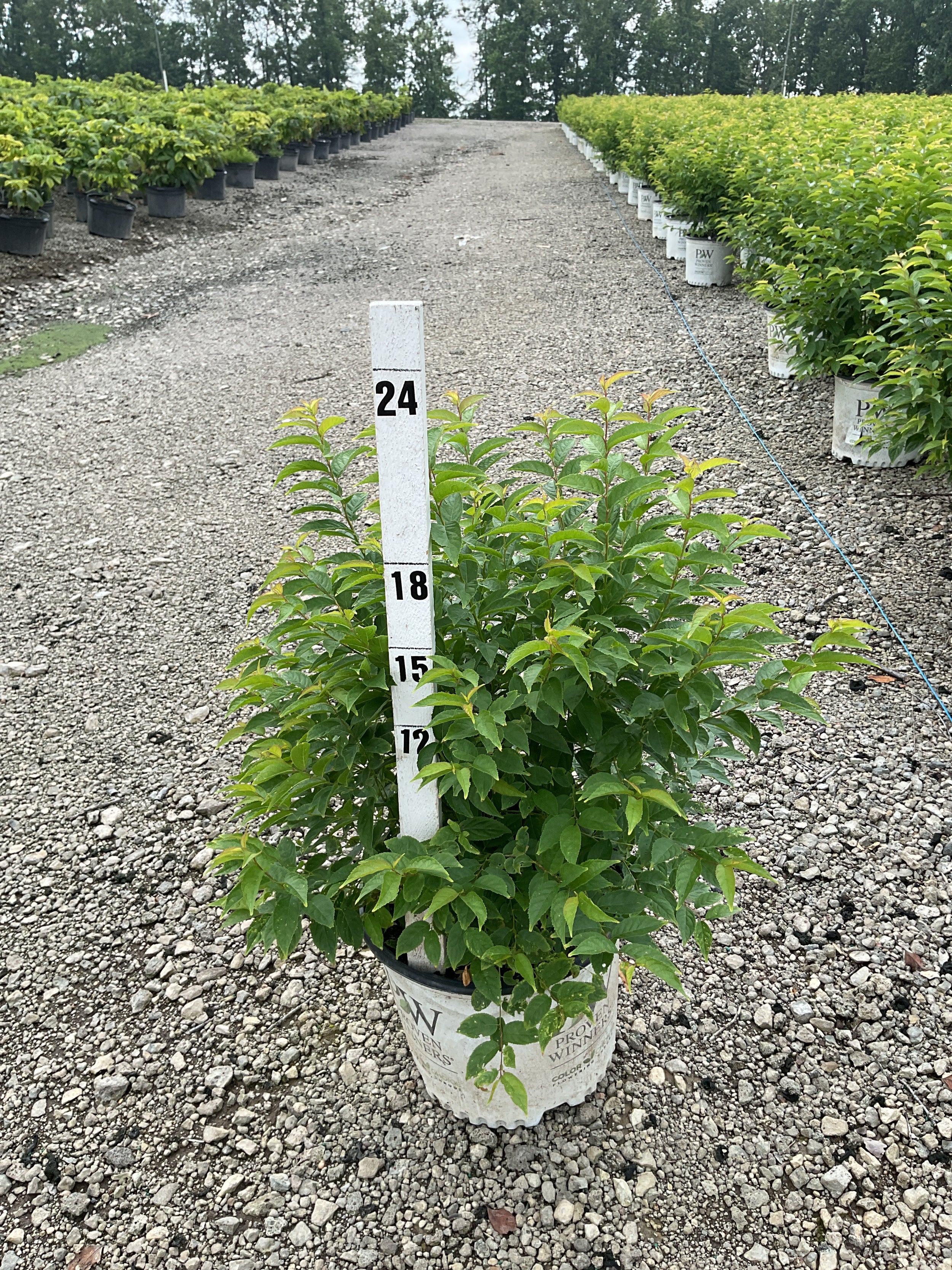 Prunus 'Fruit Easy As Pie'