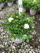 Rosa 'Drift Popcorn'