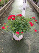 Rosa 'Drift Meigalpio'