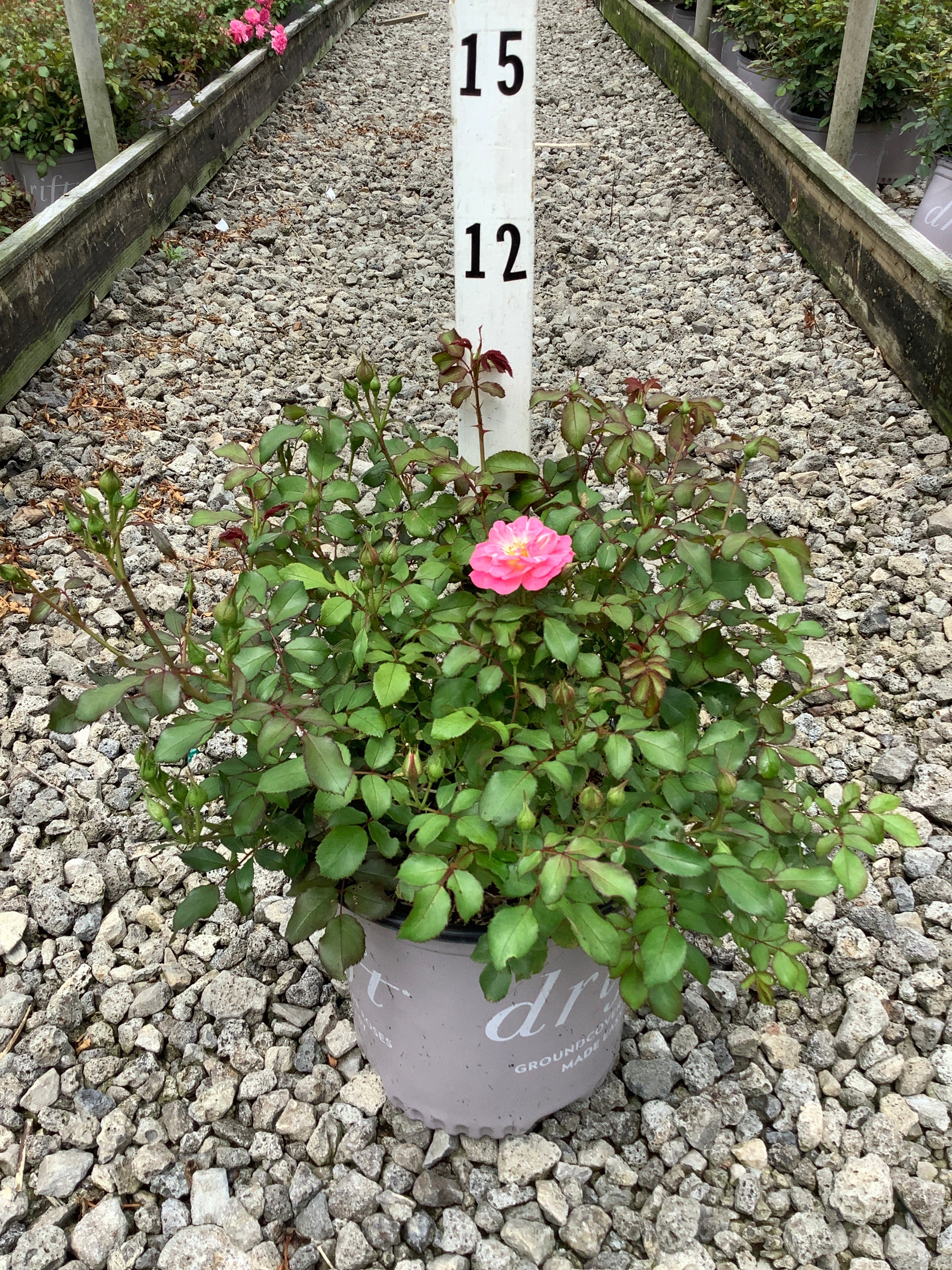 Rosa 'Drift Meiswetdom'