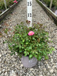 Rosa 'Drift Meiswetdom'